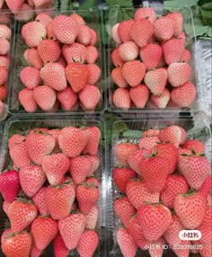 four plastic containers filled with fresh strawberries