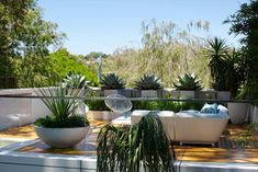 there are many potted plants on the deck