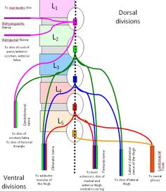 HumanNervesSpinalFoot - ahuman - Human Spinal Lumbosacral Nerves - Foot and lower leg - Create the Personality - Google Project Hosting Lumbar Plexus, Quadriceps Femoris, Femoral Nerve, Nerve Anatomy, Gross Anatomy, Spinal Surgery, Brain Anatomy, Spine Health, Medical School Studying