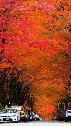 cars parked on the side of a road in front of trees with orange and red leaves