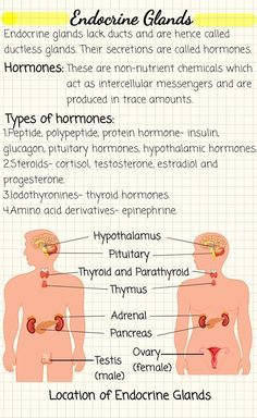 the anatomy of the human body and its major functions in each part of the body