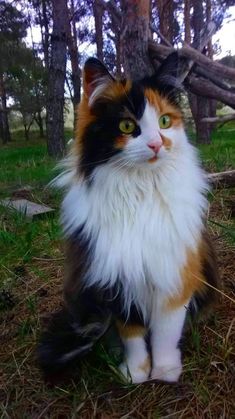 a calico cat sitting in the grass next to a tree and looking at the camera