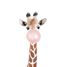 Bubble gum giraffe Poster Print - and Seb Sisi-VARPDXSS0079 Image 1 Giraffe Poster, Stock Paper, Fine Arts Posters, Bubble Gum, Paper Stock, Art Poster, Fine Art Print, Posters Art Prints, Poster Print