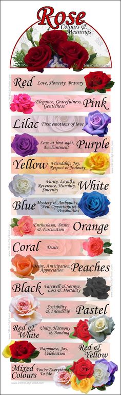 roses are arranged in different colors and sizes, with the words rose written on them