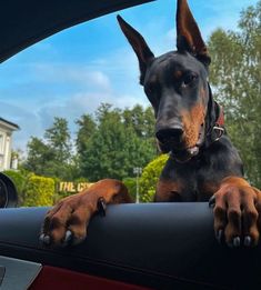 a dog sitting in the back seat of a car with its paws on the dashboard