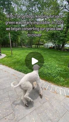 a white dog standing on top of a sidewalk next to a lush green park filled with trees