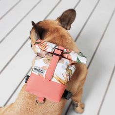 a brown dog wearing a pink and white bandana