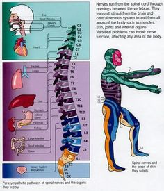 . Exercise Science, Neurological System, Florence Nightingale, Human Body Systems, Chiropractic Care, Head Massage, Trigger Points