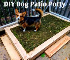 a small dog standing on top of a wooden box filled with grass and wood planks