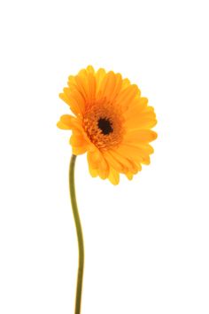 a single yellow flower on a white background