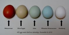 an image of eggs in different colors and sizes