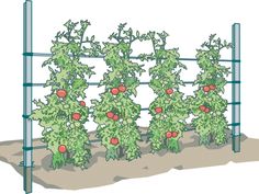 an image of a garden with tomatoes growing on the planter and attached to a wire fence