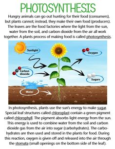 the diagram shows how photosynthsis are used to produce plants and other things