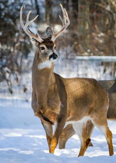 two deer standing in the snow near trees