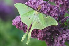 a large green moth sitting on top of purple flowers