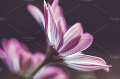 purple flowers with blurry background