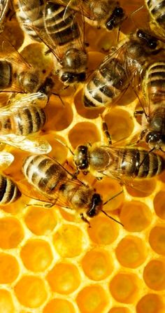 several bees are on the honeycombs and one is in the process of getting nectar