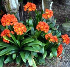 some orange flowers are growing in the dirt