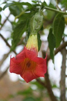 a red and yellow flower hanging from a tree