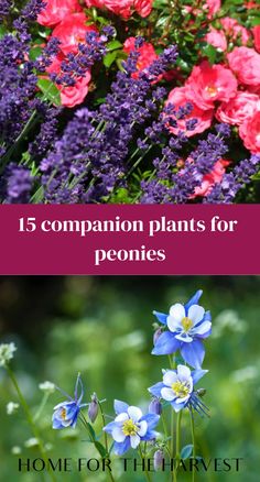 flowers with the words 15 companion plants for peonies on it and in front of them