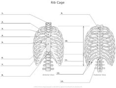 the ribcage and ribs are labeled in two different sections, each with their own name