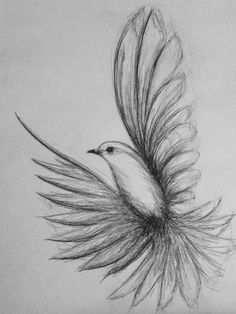 a pencil drawing of a bird with long feathers