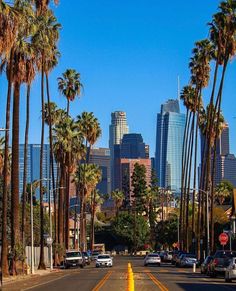 palm trees line the street with tall buildings in the background and cars parked on the side