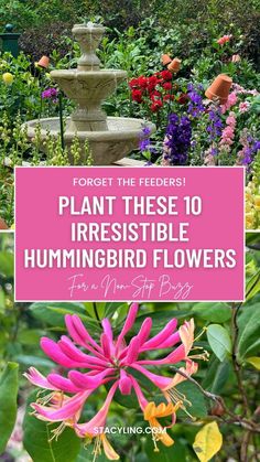 flowers with text overlay that says plant these 10 irresistible hummingbird flowers