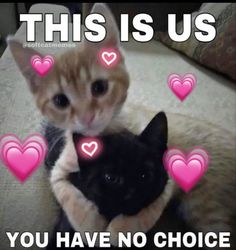 two cats sitting next to each other with hearts in the background that says, this is us you have no choice