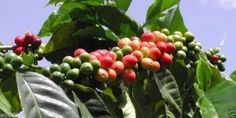 10 Jamaican Blue Mountain Coffee Seeds ,Caribbean Product - Caribbeangardenseed Jamaican Blue Mountain Coffee, Growing Coffee, Popular House Plants, Blue Mountain Coffee, Coffee Tree, Plant Indoor, Mountain Coffee, Bean Seeds, Coffee Plant