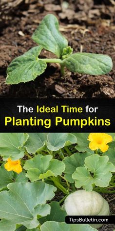 the ideal time for planting pumpkins is now available to everyone who wants to grow them