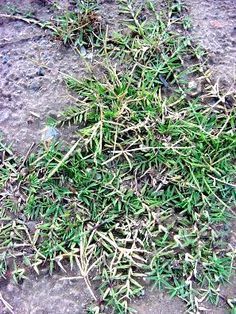 some grass that is growing on the ground