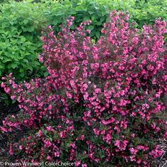 pink flowers are blooming on the bush in front of some bushes and shrubbery