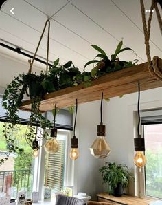 some plants are hanging from the ceiling in a room