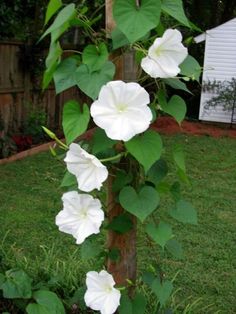 white flowers growing on the side of a tree in a yard with grass and bushes