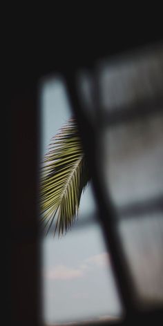 a palm tree is seen through a window