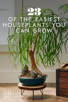 a potted plant sitting on top of a wooden table next to a trunk with rocks in it