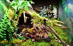 moss growing on the side of a building with trees and plants around it in an aquarium