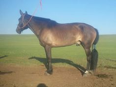 a brown horse standing on top of a lush green field next to a blue sky