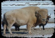 two bison standing next to each other in the snow