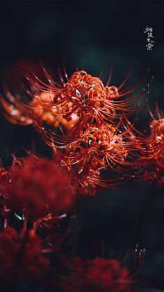 an orange flower with water droplets on it's petals in the foreground and dark background