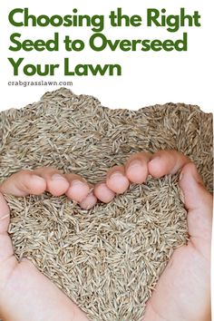 Choosing the Right Seed to Overseed Your Lawn Seed Drill, Healthy Lawn, Seed Germination, Top Soil