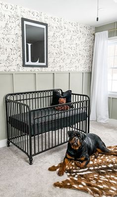 a black and brown dog laying in front of a metal crib next to a window