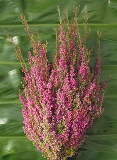 a bunch of pink flowers sitting on top of a green plant