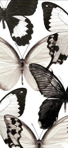 four black and white butterflies flying in the air