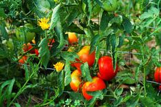 several tomatoes growing on the vine in an open area with green leaves and yellow flowers