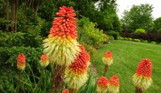 an orange and yellow flower in the middle of some green grass with trees in the background