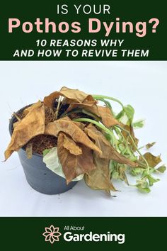 Dying pothos plant Types Of Houseplants, Plant Signs, Tropical House Plants, Plant Care Tips, Tropical House, 10 Reasons, Lawn And Garden, Top Ten