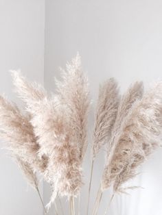 some very pretty dried plants in a vase on a table with white walls behind it