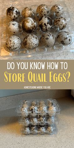 quail eggs in plastic containers with text overlay that says do you know how to store quail eggs?